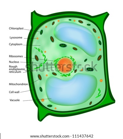 Plant Cell Structure. Vector. - 111437642 : Shutterstock