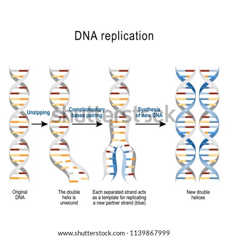 DNA replication. Steps. double helix is unwound. Each separated strand acts as a template for replicating a new strand. Vector diagram for scientific, medical, and educational use