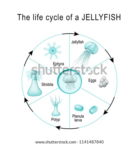 life cycle of a jellyfish. The developmental stages of Medusozoa (egg, jellyfish, ephyra, strobila, polyp, planula, larva). Cnidaria. Vector diagram for scientific, and educational use