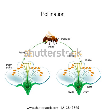 The process of cross-pollination using an animal of pollinator (bee). Anatomy of a flower. Flower Parts. Detailed Diagram. Reproduction in Plant. useful for study botany and science education