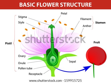 Anatomy Of Cherry Flower. Flower And Fruit. Vector Diagram - 159915725 ...