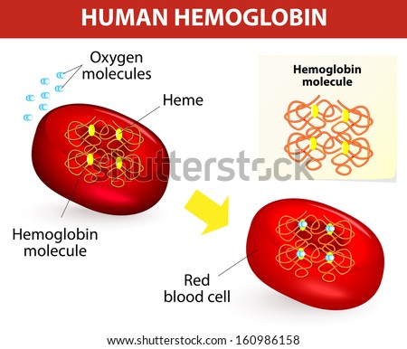 Structure Of Human Hemoglobin Molecule. Vector Diagram. Hemoglobin Is ...