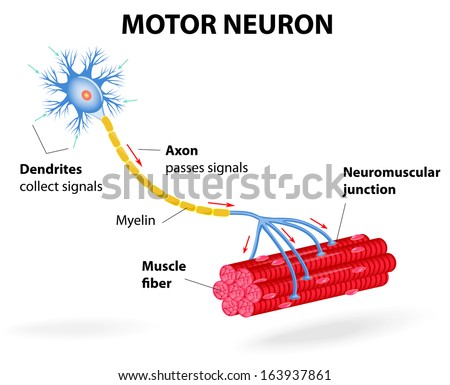 structure motor neuron. Include dendrites, cell body with nucleus, axon, myelin sheath, nodes of Ranvier and motor end plates. The impulses are transmitted through the motor neuron in one direction