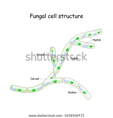 Fungal cell structure. Fungi hyphae with septa. septum; vacuole; nucleus. Vector diagram for educational, biological, and science use