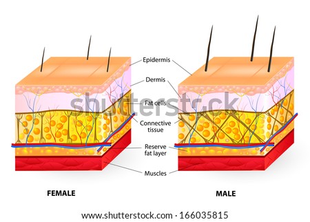 Skin Male And Female Stock Photo 166035815 : Shutterstock