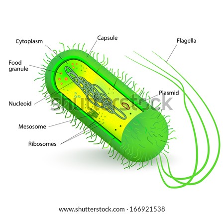 Bacteria Cell Anatomy. Diagram Stock Photo 166921538 : Shutterstock