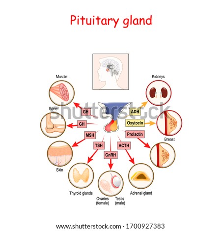 hormones of pituitary gland. The two lobes, anterior and posterior, function as independent glands. Anatomy of Pituitary gland. vector diagram