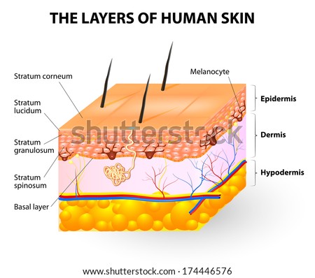 Melanocyte And Melanin. Layers Of Epidermis. Melanocytes Produce The ...