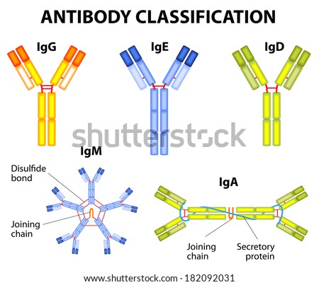 Different types of immunoglobulins. IgG, IgA, IgD, IgE, and IgM