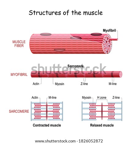 Structure Skeletal Muscle. myofibril with thin and thick filament. close up of a sarcomere. Muscles contract by sliding the myosin and actin filaments along each other. Biomedical Science