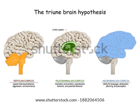 triune brain hypothesis. theory about evolution of human's brain. limbic system. Reptilian complex, mammalian brain,  Neocortex 