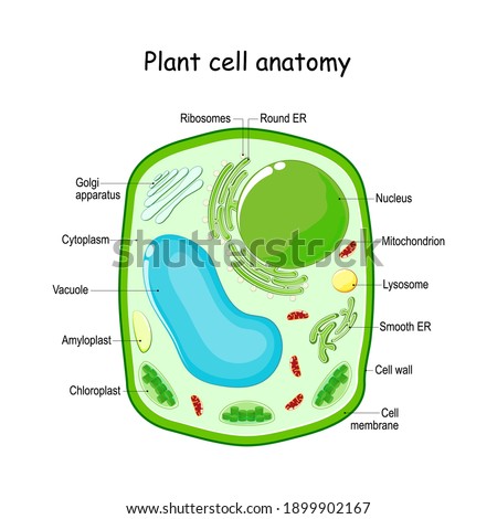 Plant Cell Clipart | Free download on ClipArtMag