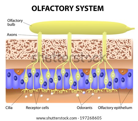 Olfactory System Inside The Human Head. The Olfactory Bulb At The Top ...