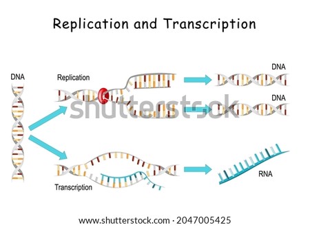 DNA Replication and Transcription. comparisons and differences. Replication - producing two identical replicas from one original DNA molecule. Transcription - copying a segment of DNA into RNA Photo stock © 