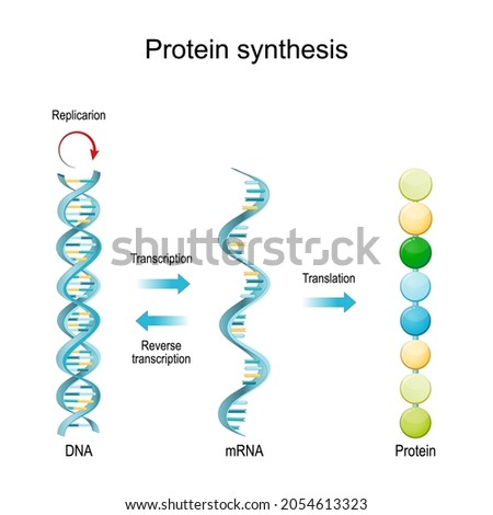 DNA Replication, RNA, mRNA, Protein synthesis, Transcription and translation.  Biological functions of DNA. Genes and genomes. Genetic code Photo stock © 