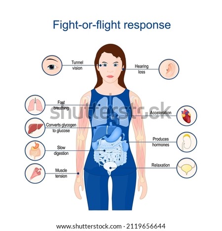Fight-or-flight response.  fight-or-flight-or-freeze. hyperarousal or the acute stress response. Poster for Education or medical use. Vector Illustration Сток-фото © 