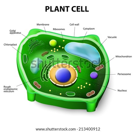 Plant Cell Anatomy Stock Vector Illustration 213400912 : Shutterstock