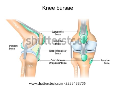 Knee bursae. synovial pockets or sacs that surround the knee joint cavity. Synovial joint anatomy. Frontal and side view of human knee joint. Vector illustration