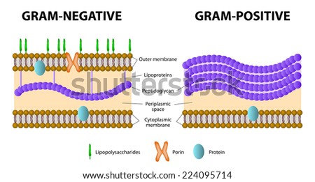 Porins; Pore Proteins