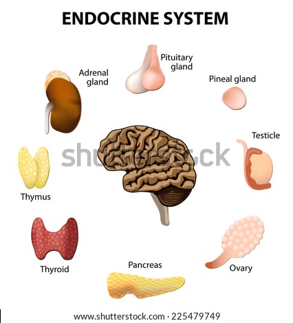 Human Anatomy. Endocrine System (Pituitary Gland, Pineal Gland ...