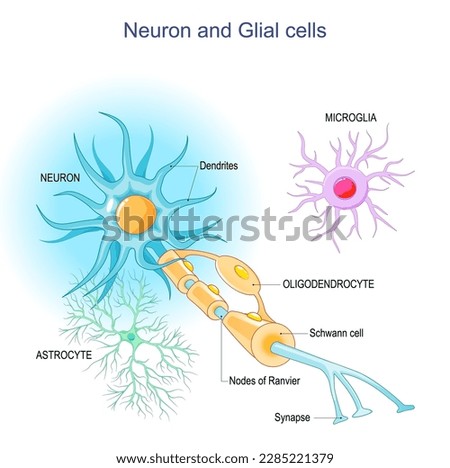 Neuron and Neuroglia. Structure of a neuron: dendrites, synapses, axon, myelin sheath, nodes of Ranvier, and Schwann cells. supportive glial cells: astrocytes, oligodendrocytes, microglia. Vector 