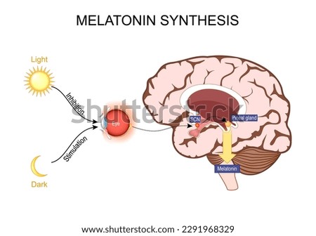 Melatonin and  Circadian rhythm regulation. Brain with pineal gland and suprachiasmatic nucleus. sleep-wake cycle. Human anatomy. vector illustration. What does melatonin do