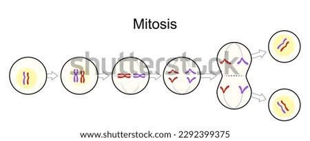 Similar – Image, Stock Photo cell division