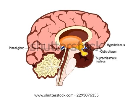 Human brain with Part of limbic system, and Cerebral Cortex, Suprachiasmatic Nucleus, Optic Chiasm, Hypothalamus, and Pineal Gland. regulation of circadian rhythms and the sleep-wake cycle 