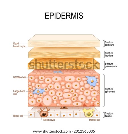 epidermis structure. Skin anatomy. Cell, and layers of a human skin. Cross section of the epidermis. Skin care. vector illustration.