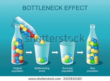 Bottleneck effect. Natural selection. Genetic bottleneck is a sharp reduction in the size of a population. explanation of the phenomenon using colorful balls, glasses and bottle. Science experiment