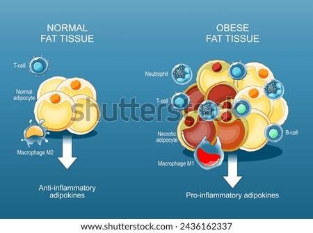 Adipose tissue and Obesity and inflammation. Close-up of a Fat cells. Pathology of obesity. anti- and pro-inflammatory adipokines. Lipid metabolism. Health risks of Fat storage. Body composition