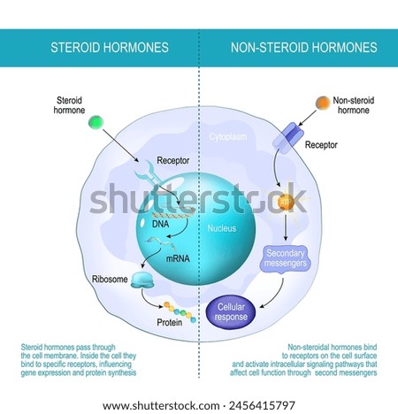 Difference between non-steroid hormones and steroid hormones. Steroid hormones pass through the cell membrane. Non-steroidal hormones bind to receptors on the cell surface.