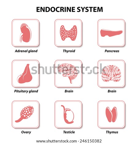 Set Icons. Vector. Human Anatomy. Endocrine System (Pituitary Gland ...