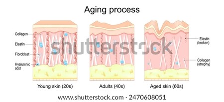 Aging process. Comparison of Young, Adults and aged skin. Collagen, Elastin, Hyaluronic acid and fibroblasts in younger and older skin. age-related changes in the skin when Collagen fibers atrophy