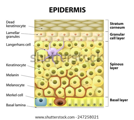 Cell In The Epidermis. Layers Of Epidermis. Structure Of The Human Skin ...