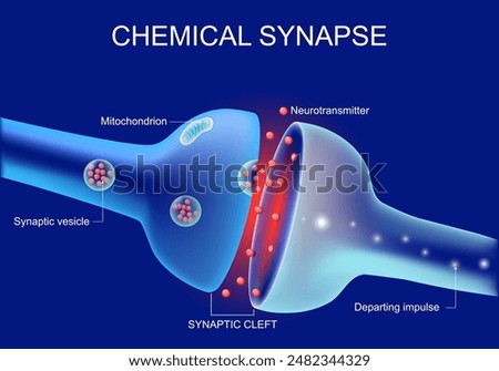 Neurons communication. Transmission of the nerve signal between two neurons. Close-up of a Synaptic cleft, chemical synapse, synaptic vesicle, Neurotransmitter. Vector illustration