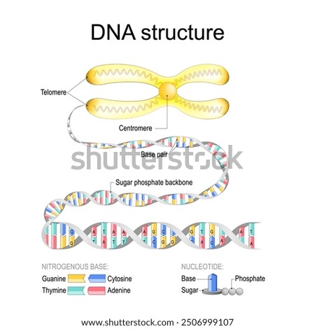 DNA structure. Close-up of Chromosome with Centromere and Telomeres. DNA Double helix with Sugar phosphate backbone and Base pairs. Magnified of Nucleotide and Nitrogenous base.