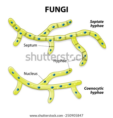 Fungi. Classification based on cell division. Septate hyphae (with septa) and aseptate hyphae (coenocytic or without septa).
