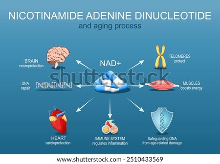 NAD. Aging process and Nicotinamide adenine dinucleotide. NAD plus. Senescence. Health Benefits of NAD+. Anti-Aging therapy. Detailed Vector poster. Isometric Flat  illustration. Schematic diagram