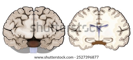 Brain anatomy. Frontal view and cross section of a human brain. Close-up of Hippocampus, and ventricles. Cerebral cortex. Vector illustration