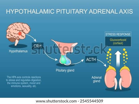 Hypothalamic pituitary adrenal axis. HPA axis. Stress response. Fight or flight. Sympathetic nervous system. Chronic stress. Neuroendocrine system. Vector