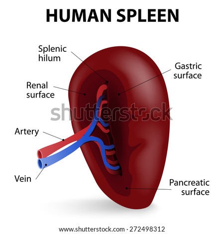 Visceral Surface Of The Spleen. The Spleen Synthesizes Antibodies Stock ...