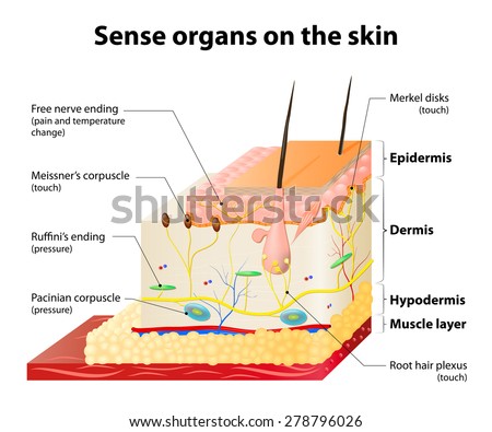 skin structure stock photos royalty free skin structure images depositphotos 174 royalty free structure of the human skin anatomy 251498023 stock photo avopix skin structure stock photos royalty free skin structure images depositphotos 174 royalty free structure of the human skin anatomy 251498023 stock photo avopix