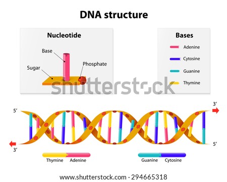 Dna Structure: Nucleotide, Phosphate, Sugar, And Bases (Thymine ...