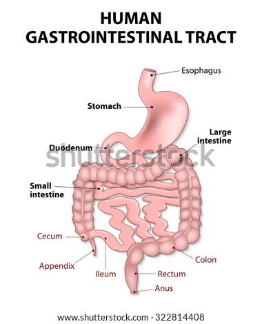 Gastrointestinal Tract Includes All Structures Between The Esophagus ...