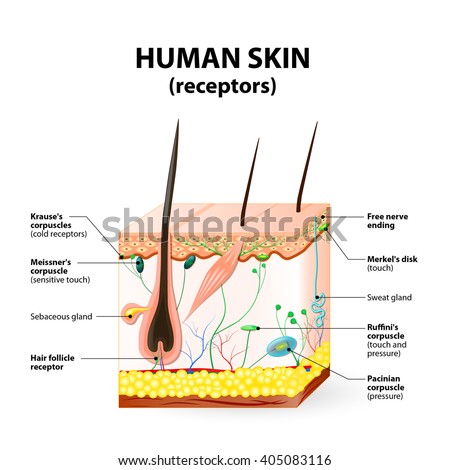 skin structure stock photos royalty free skin structure images depositphotos 174 royalty free structure of the human skin anatomy 251498023 stock photo avopix skin structure stock photos royalty free skin structure images depositphotos 174 royalty free structure of the human skin anatomy 251498023 stock photo avopix