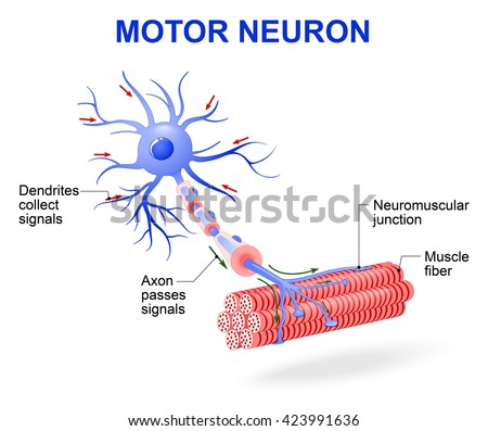 structure of motor neuron. The impulses are transmitted through the motor neuron in one direction