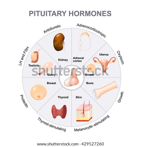 pituitary hormone functions