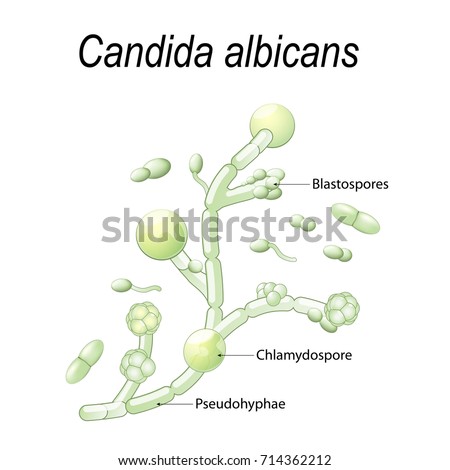 Candida albicans is  a type of yeast causes candidiasis (fungal infection in gastrointestinal, urinary and respiratory tract). pathogenic flora.