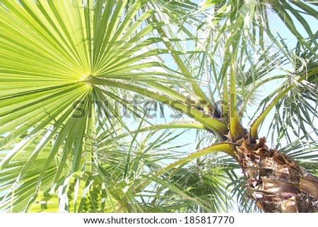 Beautiful palm leaves of tree in sunlight. Bright, green leave of palm trees against blue sky.